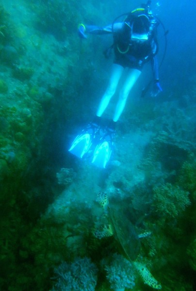 My first time swimming with a turtle... such magnificent creatures! You can't tell here but it was ridiculously HU-GE!